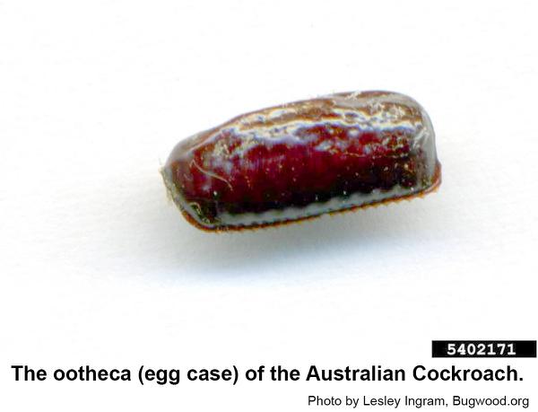 Australian cockroach ootheca